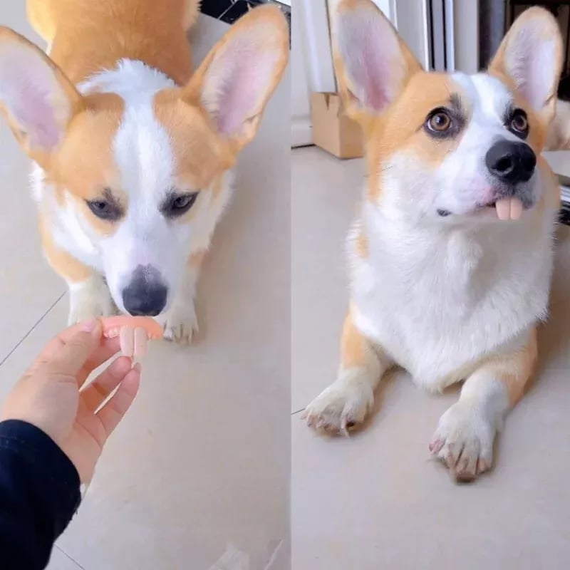 Funny Pet Dentures Toys