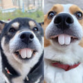 Funny Pet Dentures Toys